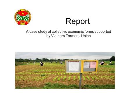 Report A case study of collective economic forms supported by Vietnam Farmers’ Union.