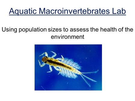 Aquatic Macroinvertebrates Lab Using population sizes to assess the health of the environment.