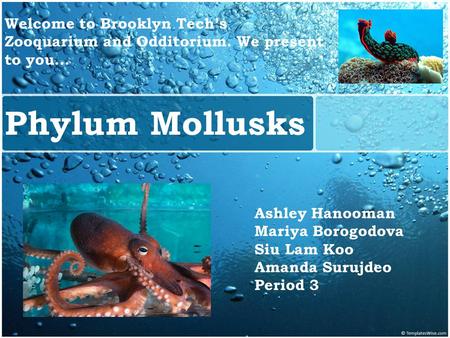 Phylum Mollusks MOLLUSKS