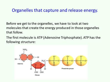 Organelles that capture and release energy. Before we get to the organelles, we have to look at two molecules that create the energy produced in those.