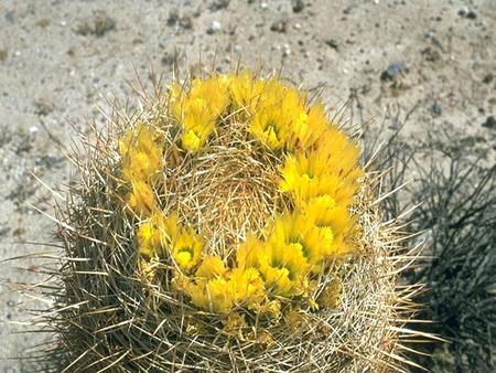 Ferocactus cylindraceus Barrel Cactus Ferocactus cylindraceus Eukaryote Nucleus in Cells Multicellular Cell Wall Autotroph Sessile Sexual Reproduction.