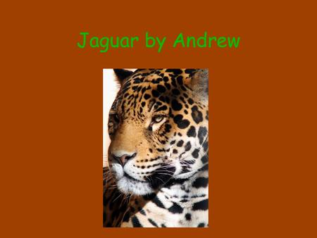 Jaguar by Andrew. Babies the baby jaguar is born in den and has spots and stay with there moms and dads for tree years.