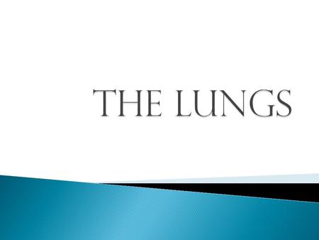 Your lungs are one of the most important organ in the body and are the biggest organs in the body. Our lungs are important because we need them to get.