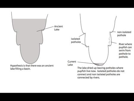 Ancient Lake non-isolated pothole River where pupfish can swim from pothole to pothole. isolated potholes Hypothesis is that there was an ancient lake.