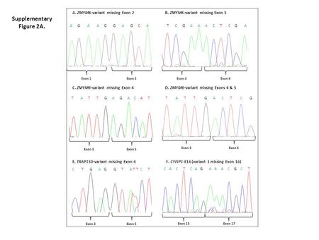 Supplementary Figure 2A. A. ZMYM6-variant missing Exon 2 C. ZMYM6-variant missing Exon 4 B. ZMYM6-variant missing Exon 5 D. ZMYM6-variant missing Exons.