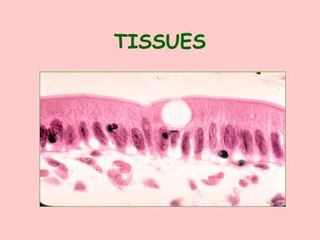 TISSUES DEFINITION : A GROUP OF SIMILAR CELLS THAT ARE SPECIALIZED TO PERFORM A SPECIFIC FUNCTION. 4 PRIMARY TISSUE TYPES: 1. EPITHELIAL(covers and lines.