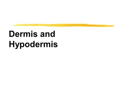 Dermis and Hypodermis. Dermis zLies deep (beneath the epidermis) zProvides strength and elasticity to the skin zCreates framework to support the accessory.