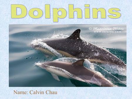 Name: Calvin Chau. Introduction The animal I researched is dolphins. Dolphin is from the group of vertebrates called mammal. I chose dolphins to study,