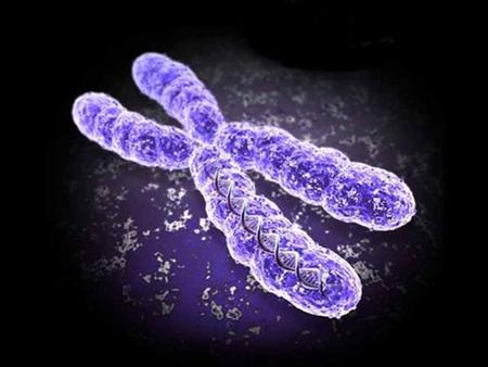 Chromosomal Landscapes Refer to Figure 1-7 from Introduction to Genetic Analysis, Griffiths et al., 2012.