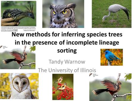 New methods for inferring species trees in the presence of incomplete lineage sorting Tandy Warnow The University of Illinois.