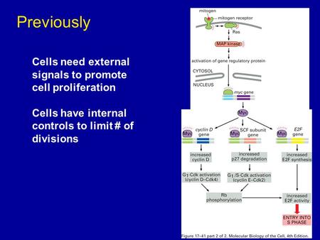 Previously Cells need external signals to promote cell proliferation Cells have internal controls to limit # of divisions.