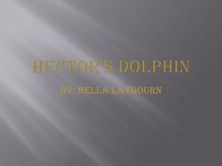 By: Bella Laybourn What are dolphins?  Highly intelligent and social marine mammals resembling small, toothed whales that typically have a beaklike.