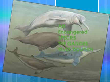 AN Endangered SPECIES THE GANGES RIVER DOLPHIN BY: AZEEZAH.