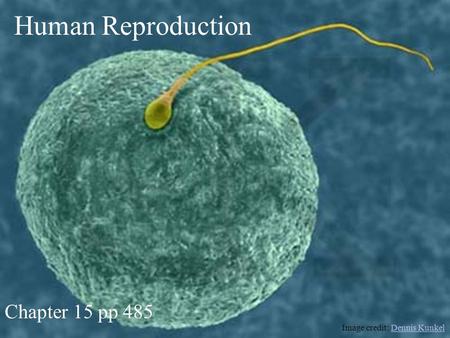 Human Reproduction Chapter 15 pp 485 Image credit: Dennis KunkelDennis Kunkel.