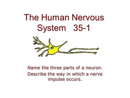 The Human Nervous System 35-1 Name the three parts of a neuron. Describe the way in which a nerve impulse occurs.