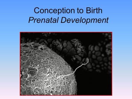 Conception to Birth Prenatal Development