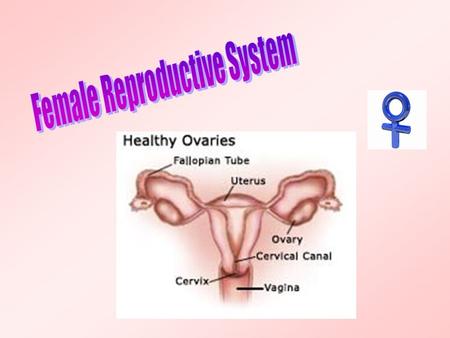 Aim: What are the structures and functions of the female reproductive system? I.Female reproductive system – has three main functions: Produces eggs in.