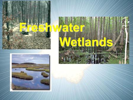 Freshwater Wetlands Wetlands. I. Wetlands A. Definition - an ecosystem in which water either covers the soil or is present at or near the surface of the.