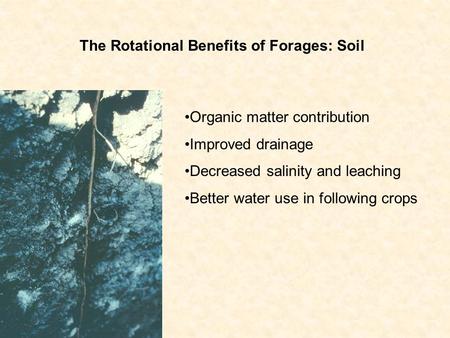 Organic matter contribution Improved drainage Decreased salinity and leaching Better water use in following crops The Rotational Benefits of Forages: Soil.