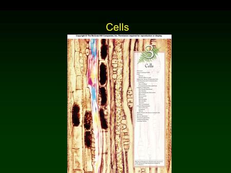 Cells Chapter 3. Outline History Modern Microscopes Eukaryotic and Prokaryotic Cells Cell Structure  Cell Components Cell Reproduction  Interphase 