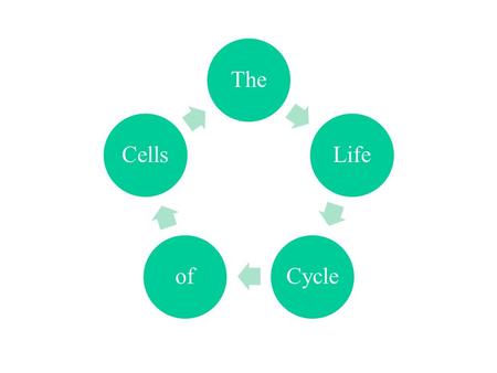 The Life Cycle of Cells.