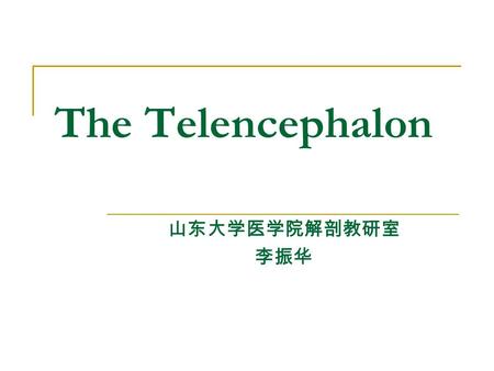 The Telencephalon 山东大学医学院解剖教研室 李振华.