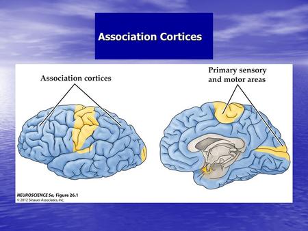 Association Cortices. Structure of the Human Neocortex Including Association Cortices.