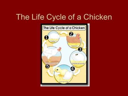 The Life Cycle of a Chicken. First, the hen lays the egg.