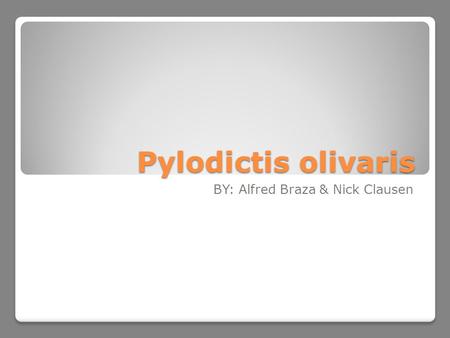 Pylodictis olivaris BY: Alfred Braza & Nick Clausen.