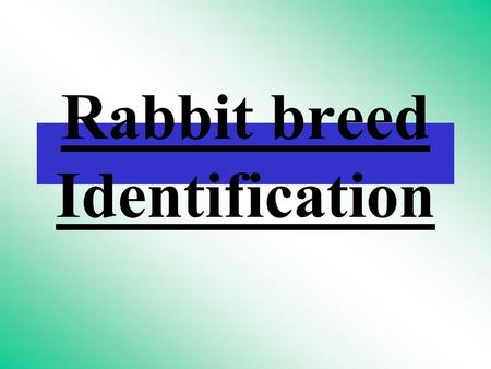 Rabbit breed Identification. BRITANNIA PITITE.