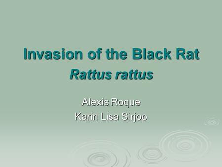 Invasion of the Black Rat Rattus rattus Alexis Roque Karin Lisa Sirjoo.