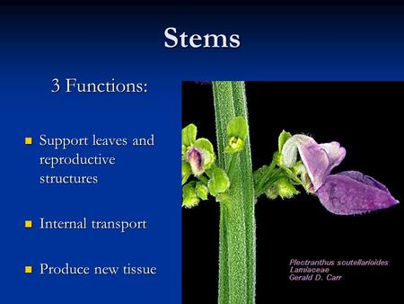 Stems 3 Functions: Support leaves and reproductive structures Support leaves and reproductive structures Internal transport Internal transport Produce.