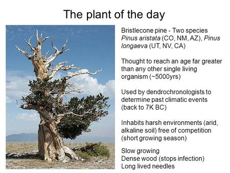 The plant of the day Bristlecone pine - Two species Pinus aristata (CO, NM, AZ), Pinus longaeva (UT, NV, CA) Thought to reach an age far greater than any.