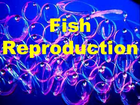 Fish Reproduction. Spawning? Egg Maturation Ovulation Spawning.