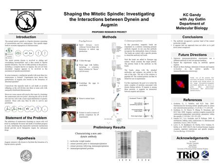  Inject Xenopus laevis (African Clawed frog) with hormones to induce egg production 1 Shaping the Mitotic Spindle: Investigating the Interactions between.