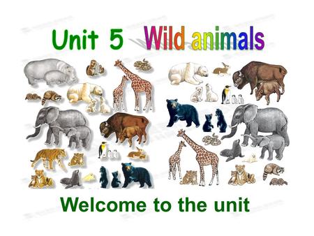 Welcome to the unit. wild free dish no way pity have/take pity on adj. 野生的 n. 自然环境，野生状态 adj. 自由的，不受束缚的 n. 一道菜；盘，碟 不可能 n. 同情 同情，怜悯 Words and expressions.