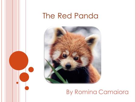 The Red Panda By Romina Camaiora. What it looks like? The red panda grow to the size of a domestic cat. They have a long, shaggy tail. They weight 12.