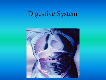 Digestive System.