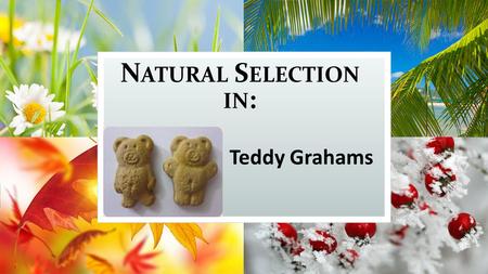 Natural Selection in: Teddy Grahams.