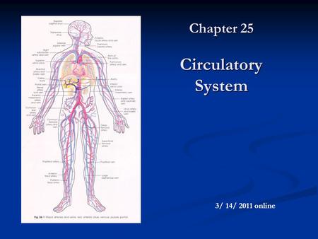 Chapter 25 Circulatory System