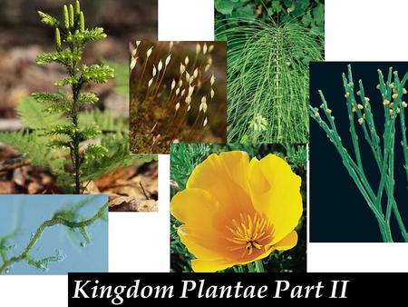 Kingdom Plantae Part II. Seed plants-produce seeds in the sporophyte generation. A seed consist of a seed coat, food, and sporophyte embryo. Also spores.