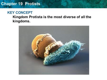 KEY CONCEPT  Kingdom Protista is the most diverse of all the kingdoms.