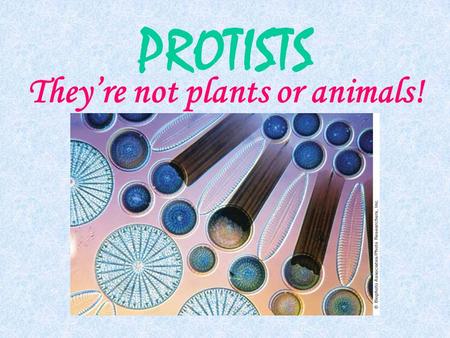 PROTISTS They’re not plants or animals! KINGDOM PROTISTA.