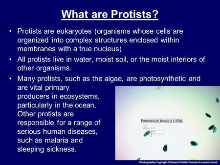 Diversity and Ecology MW Lecture 16 What are Protists? Protists are eukaryotes (organisms whose cells are organized into complex structures enclosed within.