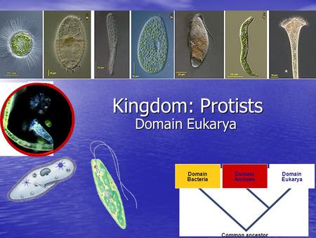 Domain Bacteria Domain Archaea Domain Eukarya Common ancestor Kingdom: Protists Domain Eukarya.