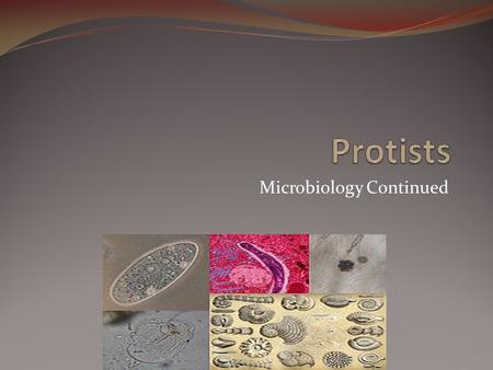 Microbiology Continued. Warm Up 1/30/12 1. Compare and Contrast a plant and animal cell. Which organelles are present in plant cells that are not in animal.