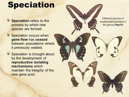 Speciation Speciation refers to the process by which new species are formed. Speciation occurs when gene flow has ceased between populations where it previously.