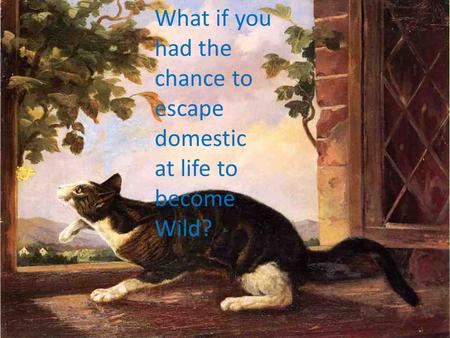 What if you had the chance to escape domestic at life to become Wild?