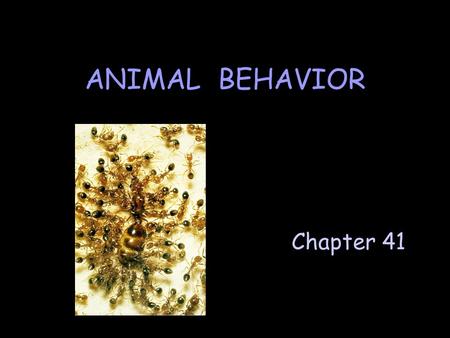 ANIMAL BEHAVIOR Red fire ant queen & worker attendants. Chapter 41.