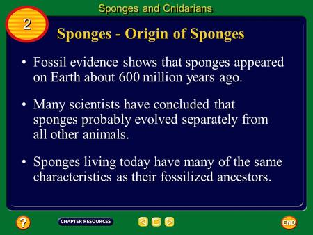 Sponges - Origin of Sponges Fossil evidence shows that sponges appeared on Earth about 600 million years ago. Many scientists have concluded that sponges.